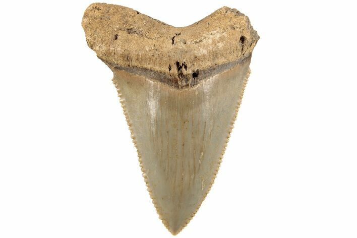 1.95" Serrated Angustidens Tooth - Megalodon Ancestor